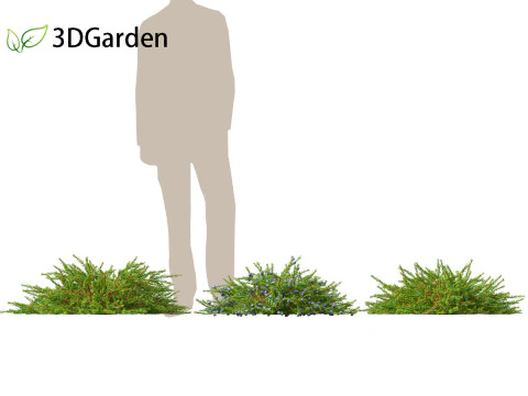 Empetrum nigrum - Black crowberry 3D Model