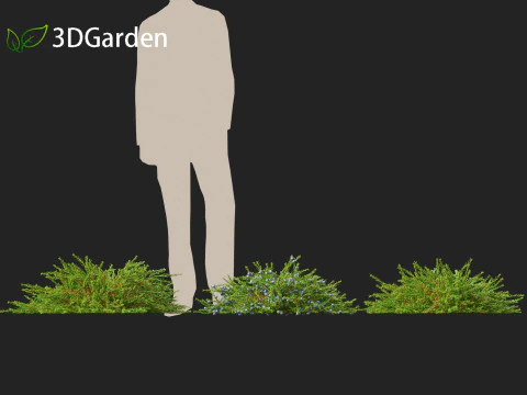Empetrum nigrum - Black crowberry 3D Model