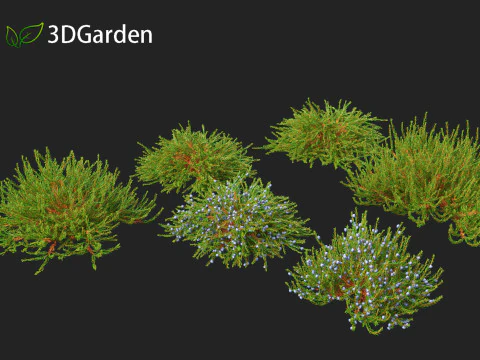 Empetrum nigrum - Black crowberry 3D Model
