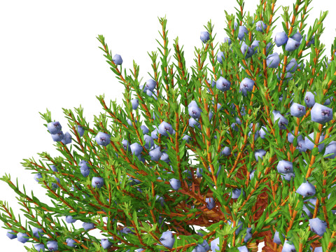 Empetrum nigrum - Black crowberry 3D 모델