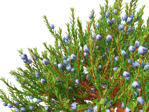 Empetrum nigrum - Black crowberry 3D Model
