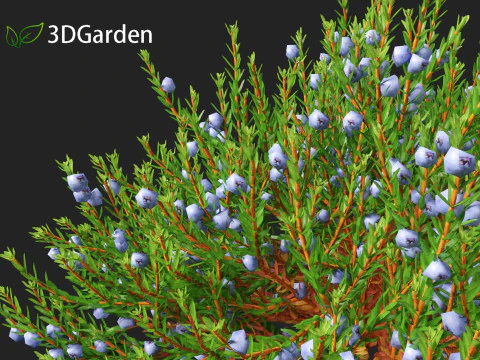 Empetrum nigrum - Black crowberry 3D Model