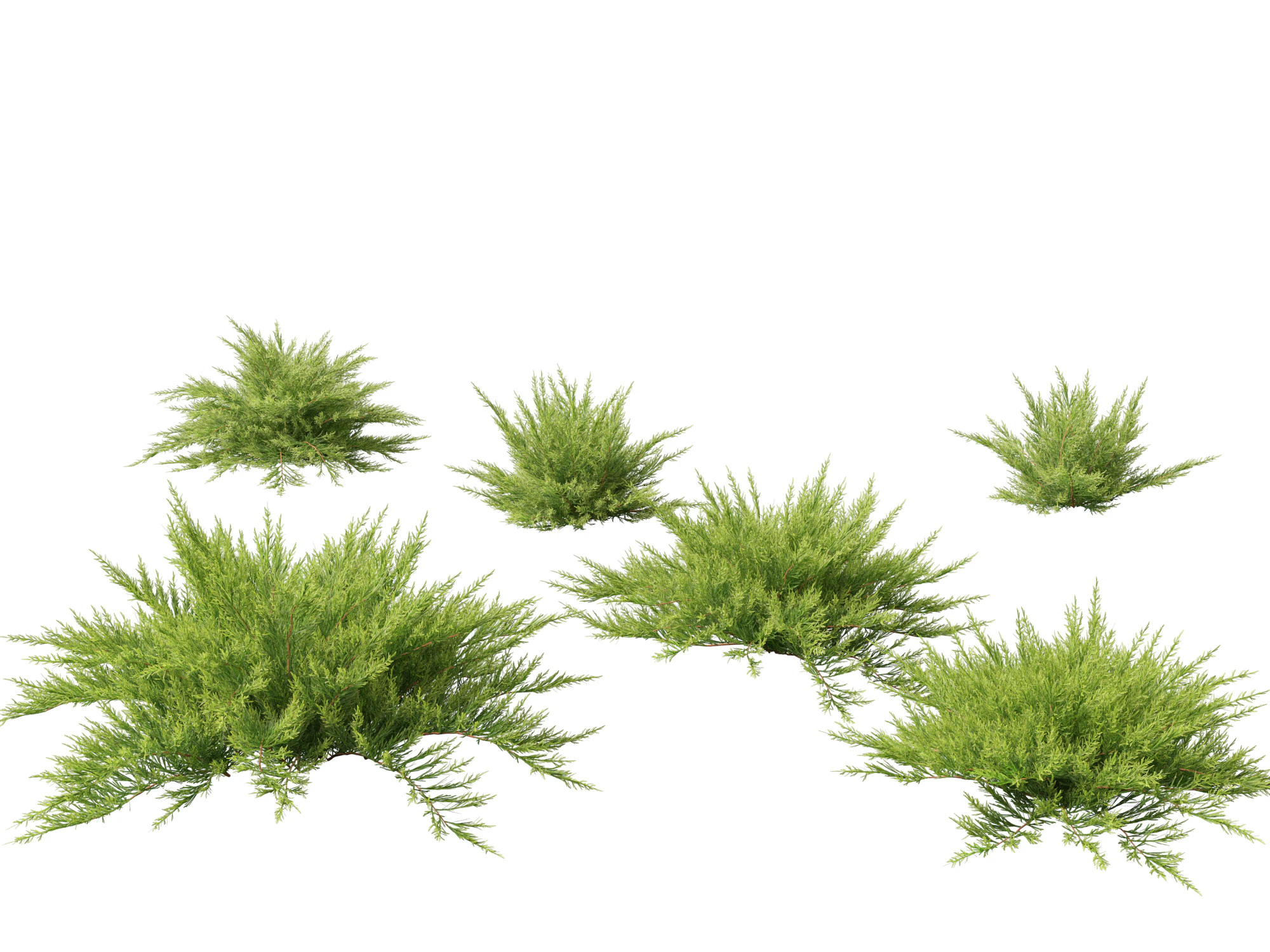 Juniperus sabina - Ginepro Savin Modello 3D .c4d .max .obj .3ds .fbx .stl .blend
