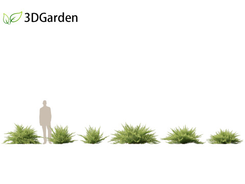 Juniperus sabina - Savin juniper 3D Model