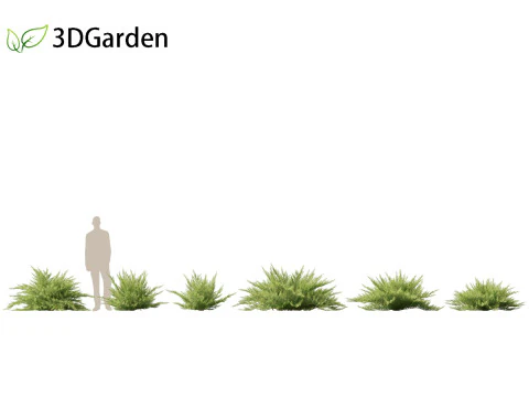 Juniperus sabina - Ginepro Savin Modello 3D