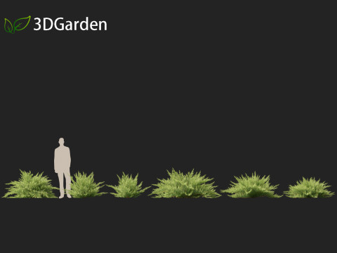 Juniperus sabina - Savin juniper 3D Model