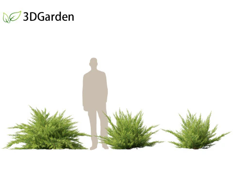 Juniperus sabina - Ginepro Savin Modello 3D