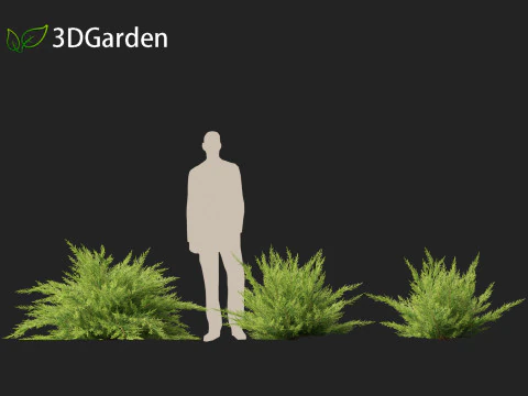 Juniperus sabina - Ginepro Savin Modello 3D