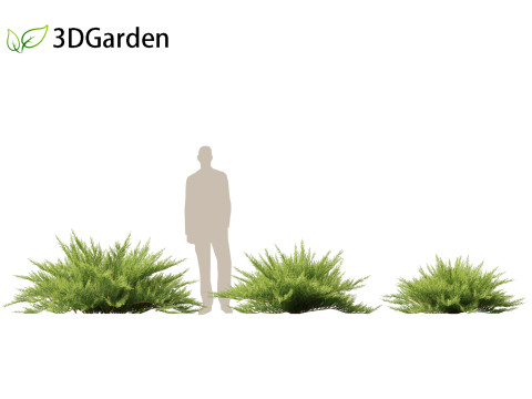 Juniperus sabina - Savin juniper 3D Model