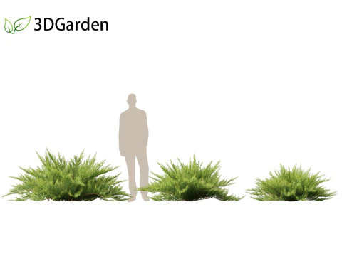 Juniperus sabina - Ginepro Savin Modello 3D