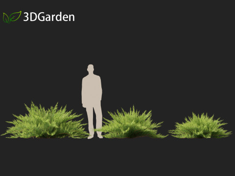 Juniperus sabina - Savin juniper 3D Model