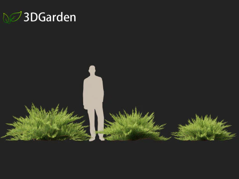 Juniperus sabina - Ginepro Savin Modello 3D