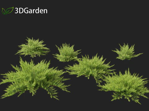 Juniperus sabina - Ginepro Savin Modello 3D