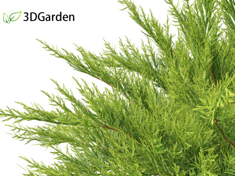 Juniperus sabina - Savin juniper 3D Model