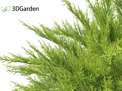 Juniperus sabina - Ginepro Savin Modello 3D