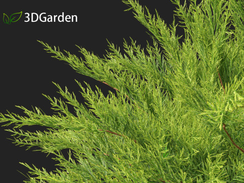 Juniperus sabina - Savin juniper 3D Model