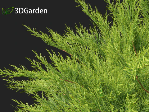 Juniperus sabina - Ginepro Savin Modello 3D