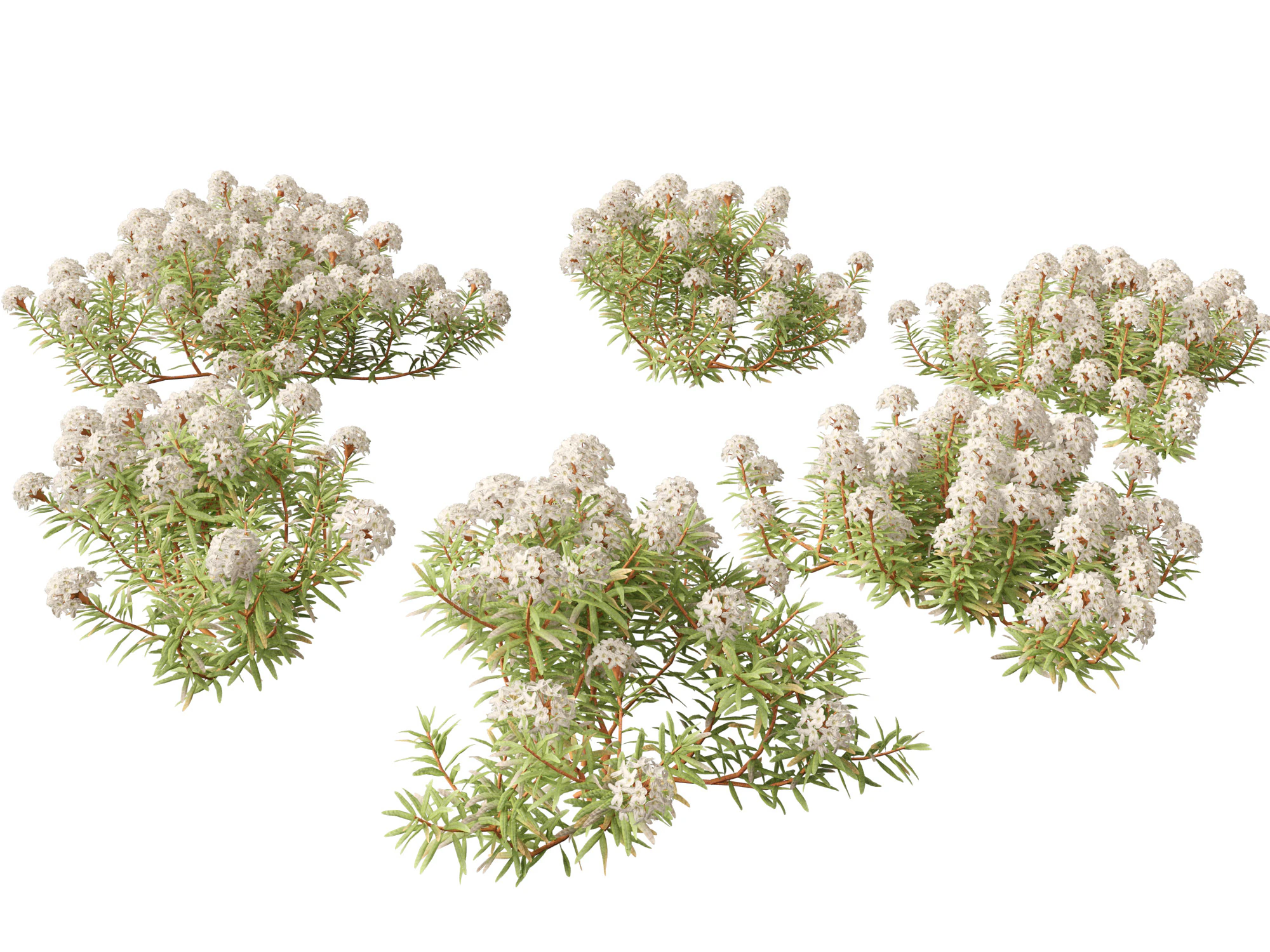 Ledum decumbens - Labrador tea 3D Model .c4d .max .obj .3ds .fbx .stl .blend 