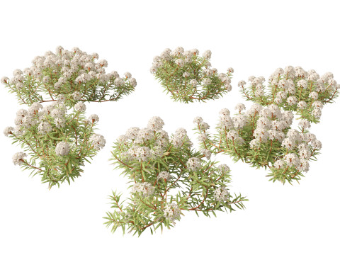 Ledum decumbens - Labrador tea 3D Model