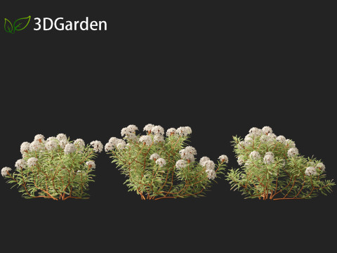 Ledum decumbens - Labrador tea 3Dモデル