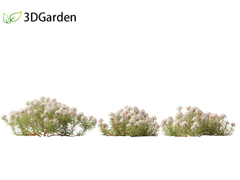 Ledum decumbens - Labrador tea 3Dモデル