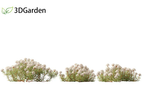 Ledum decumbens - Labrador tea 3D Model