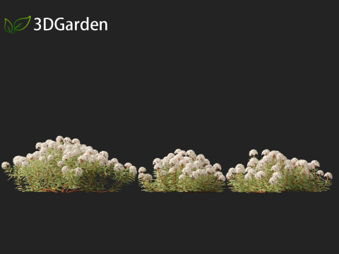 Ledum decumbens - Labrador tea 3Dモデル