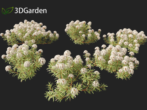 Ledum decumbens - Labrador tea 3Dモデル