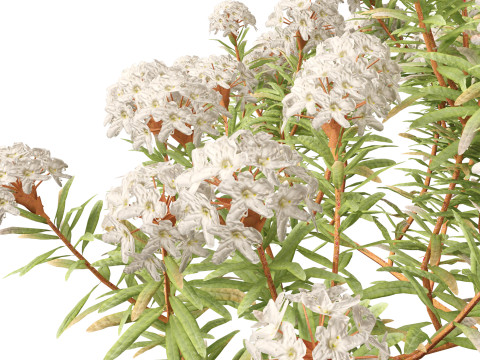 Ledum decumbens - Labrador tea 3Dモデル