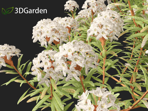 Ledum decumbens - Labrador tea 3Dモデル