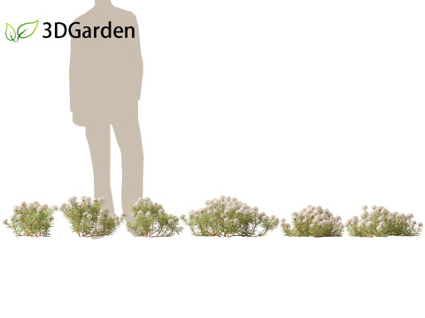 Ledum decumbens - Labrador tea 3Dモデル