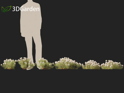 Ledum decumbens - Labrador tea 3D Model