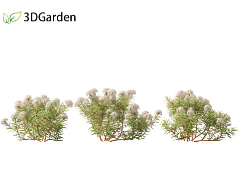 Ledum decumbens - Labrador tea 3Dモデル