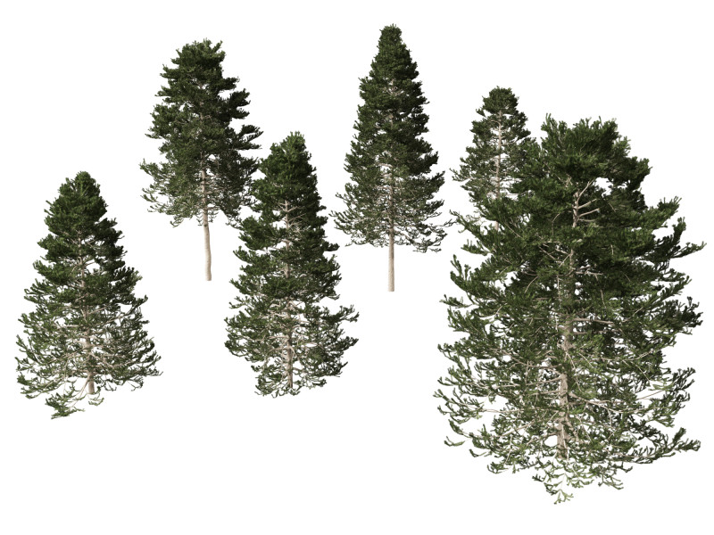 Pseudotsuga menziesi - Douglas fir 3D Model .c4d .max .obj .3ds .fbx .stl .blend 