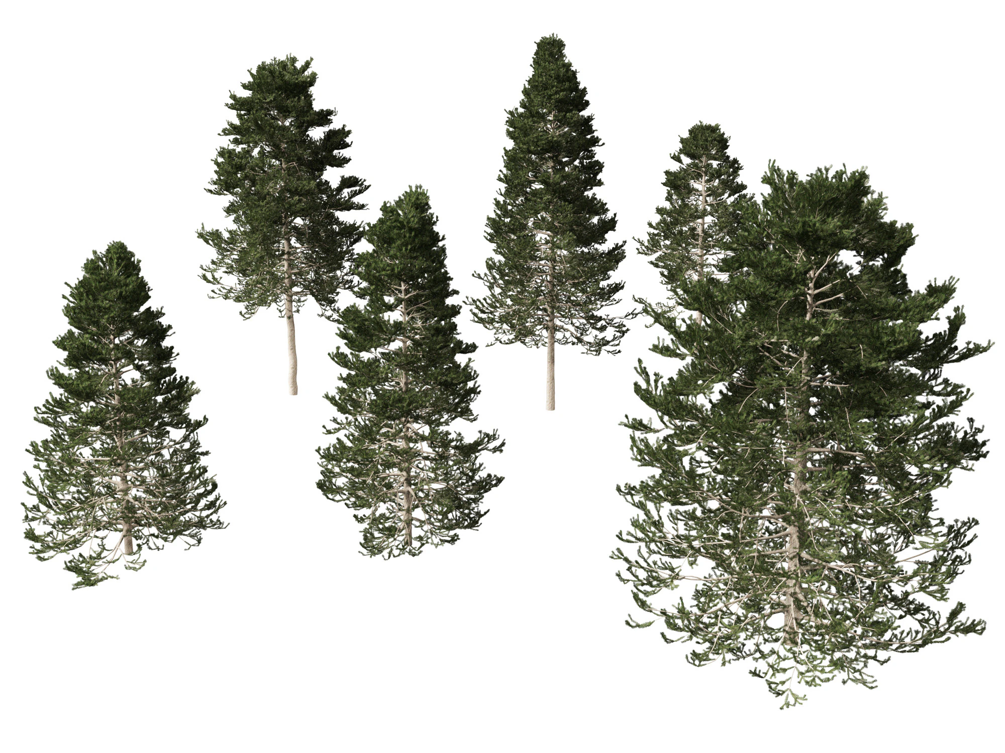 Pseudotsuga menziesi - Douglas fir 3D Model .c4d .max .obj .3ds .fbx .stl .blend 