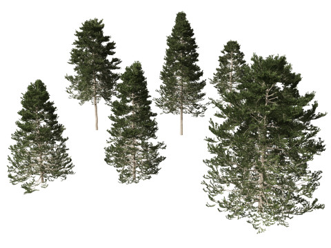 Pseudotsuga menziesi - Douglas fir 3D Model