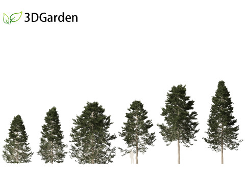 Pseudotsuga menziesi - Douglas fir 3D Model