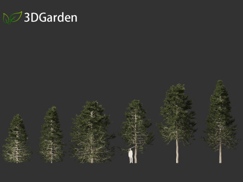 Pseudotsuga menziesi - Douglas fir 3D Model