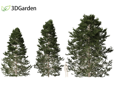 Pseudotsuga menziesi - Douglas fir 3D Model