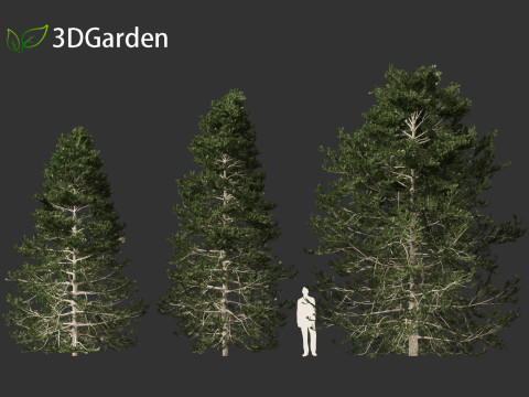 Pseudotsuga menziesi - Douglas fir 3D Model