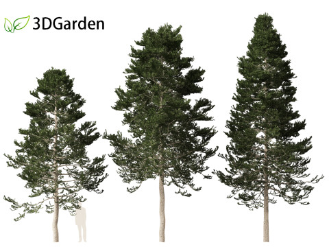 Pseudotsuga menziesi - Douglas fir 3D Model