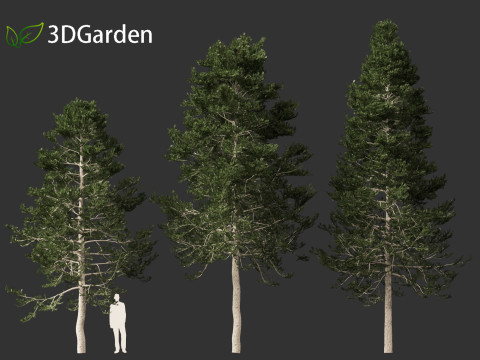 Pseudotsuga menziesi - Douglas fir 3D Model