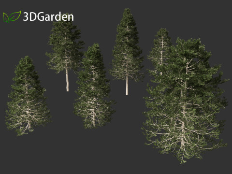 Pseudotsuga menziesi - Douglas fir 3D Model