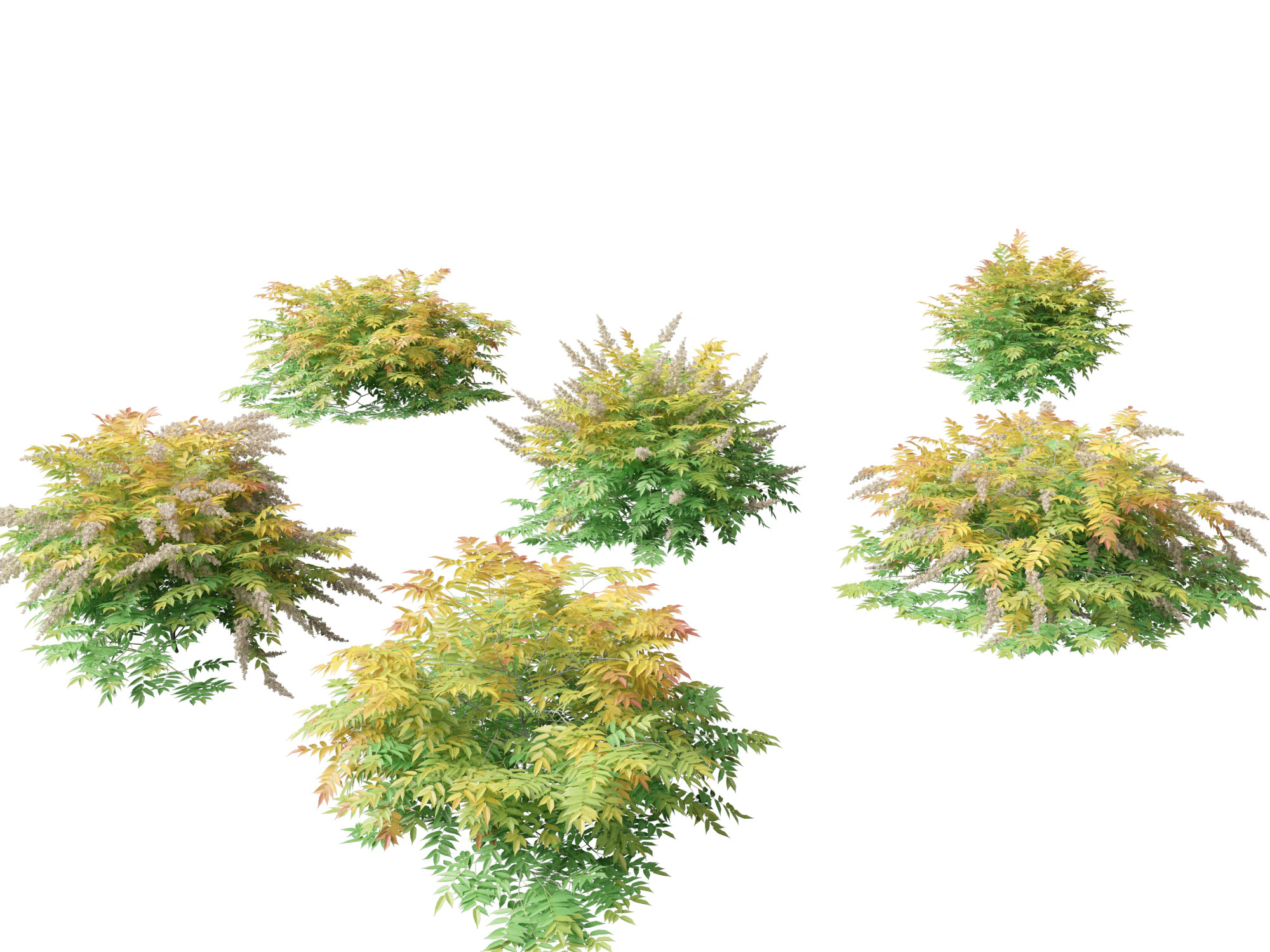 Sorbaria sorbifolia - False spiraea 3D Model .c4d .max .obj .3ds .fbx .stl .blend 