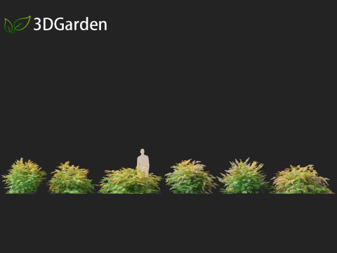 Sorbaria sorbifolia - False spiraea Modello 3D