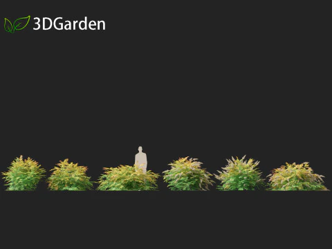 Sorbaria sorbifolia - False spiraea 3D Model