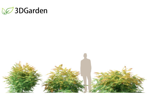 Sorbaria sorbifolia - False spiraea Modello 3D