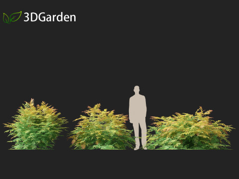 Sorbaria sorbifolia - False spiraea Modello 3D