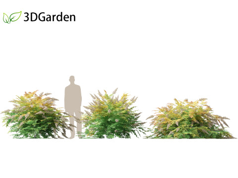 Sorbaria sorbifolia - False spiraea Modello 3D
