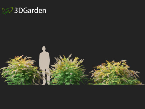 Sorbaria sorbifolia - False spiraea Modello 3D